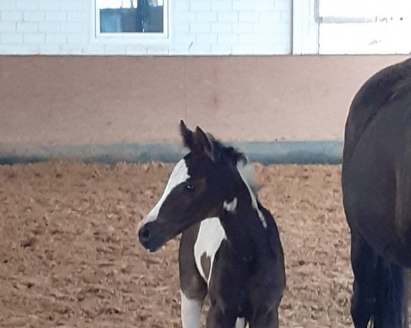 dressage horse Tilsit PS (German noble blood horse, 2021, from Crazy Horse PS)