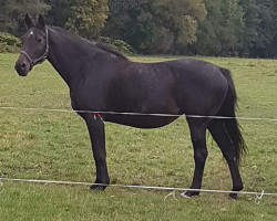 broodmare Cinderella X (Trakehner, 2002, from Germanicus Rex)