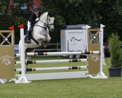 jumper Fighting Dream (KWPN (Royal Dutch Sporthorse), 2010, from Southern Cross Armani)