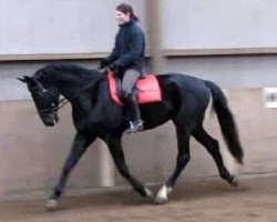 dressage horse Rossini Star (Hanoverian, 2007, from Rubinero 2)