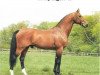 stallion Lucky Light (Danish Warmblood, 1985, from Lagano)