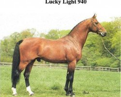 stallion Lucky Light (Danish Warmblood, 1985, from Lagano)