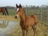 dressage horse Löwenherz HB (Westphalian, 2010, from Lissaro)