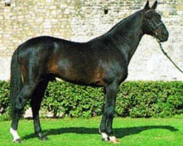 stallion Narcos II (Selle Français, 1979, from Fair Play III)