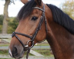 jumper Coachella W (Hanoverian, 2015, from Cellestial)