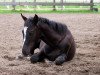 broodmare Doppeltes Lottchen (Hanoverian, 2008, from Danone II)