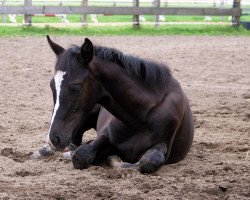 broodmare Doppeltes Lottchen (Hanoverian, 2008, from Danone II)