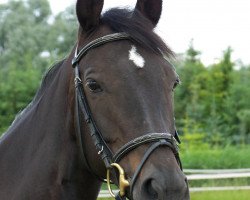 broodmare Cindarella (Trakehner, 1995, from Gipsy King)