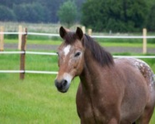 horse Atreju (German Riding Pony, 1998)