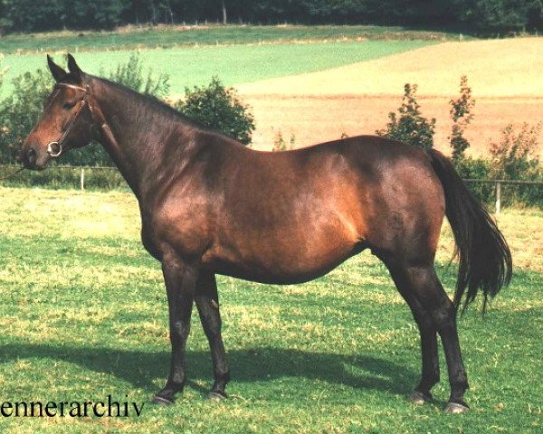 Zuchtstute Inez (Senner Pferd, 1978, von Kallistos x)