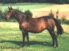 broodmare Inez (Senner horse, 1978, from Kallistos x)