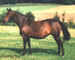 broodmare Inez (Senner horse, 1978, from Kallistos x)