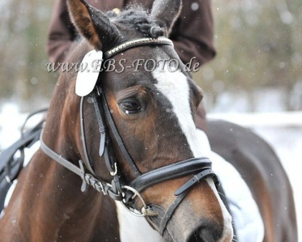 dressage horse Fairy-tale 2 (Pinto / Hunter, 1994, from Vulkan)