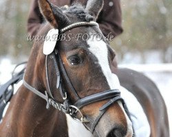 dressage horse Fairy-tale 2 (Pinto / Hunter, 1994, from Vulkan)