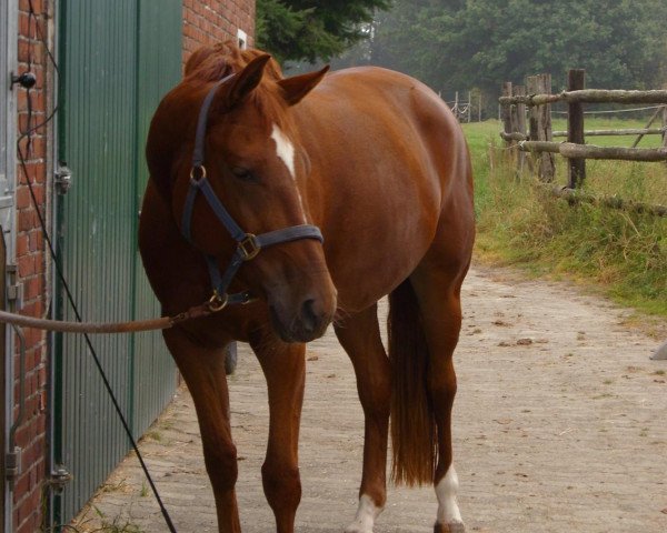 broodmare Donna la Bonita (Oldenburg, 2004, from Dacaprio)