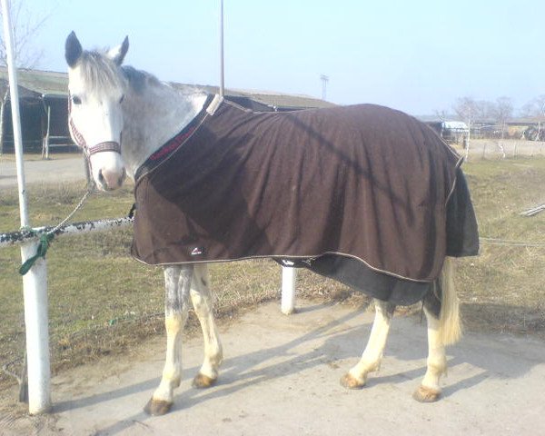 broodmare Laluna (Brandenburg, 2002, from Levisto Z)