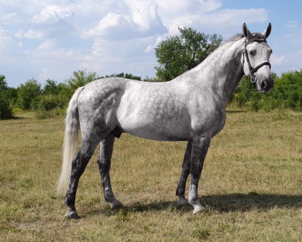 Pferd Emanuelle (Ungarisches Warmblut, 2015)