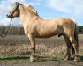 stallion Ljosprins 4 F (Fjord Horse, 1997, from Felix N.2507)