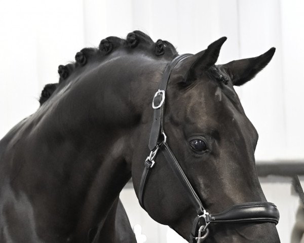 stallion Most wanted Nero von Bellin (KWPN (Royal Dutch Sporthorse), 2018, from Morricone)