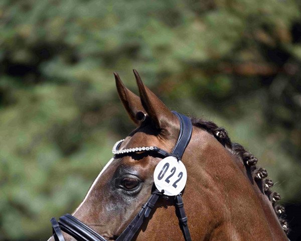broodmare Gründleinshofs Herzblut (German Riding Pony, 2013, from San Royal)