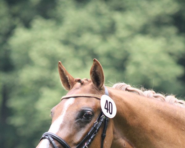 broodmare Gründleinshofs Championesse (German Riding Pony, 2014, from Dimension AT NRW)
