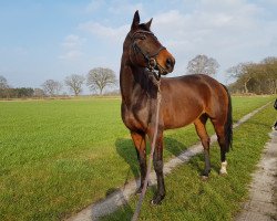 broodmare Quality Fair (Oldenburg, 2011, from Quadroneur)