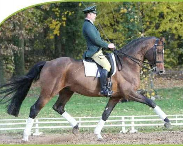 stallion Limoncello I (Holsteiner, 2000, from Lorentin I)