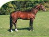 stallion Feuerbrand (Hanoverian, 1990, from Wanderer)