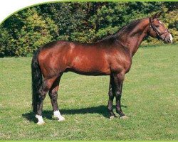 stallion Feuerbrand (Hanoverian, 1990, from Wanderer)