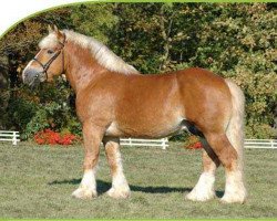 stallion Echo von Dönitz (Altmärkisches Draughthorse, 2001, from Eldor)