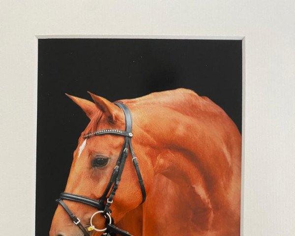 horse Red Rosie (Oldenburg, 2011, from Retoucheur)