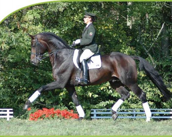 stallion Donnersmarck (Hanoverian, 1999, from Davignon I)