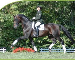 stallion Donnersmarck (Hanoverian, 1999, from Davignon I)