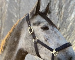 dressage horse Lichtblick (Hanoverian, 2018, from Lissaro)