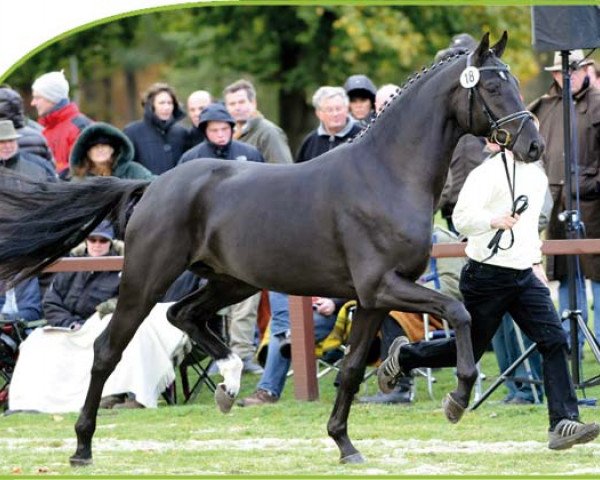 stallion Decurio 3 (Hanoverian, 2008, from Desperados FRH)