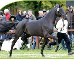 stallion Decurio 3 (Hanoverian, 2008, from Desperados FRH)