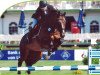 stallion Caridor (Holsteiner, 1991, from Caretino)