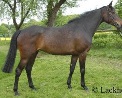 broodmare Gilla (Senner horse, 2001, from Rio Grande xx)