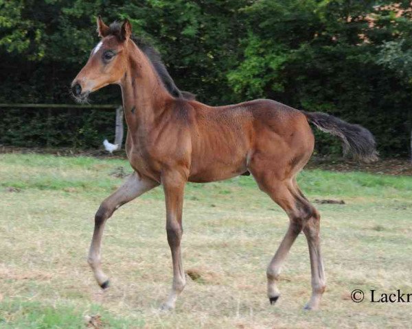 Pferd Orsay (Senner Pferd, 2009, von Quack AA)