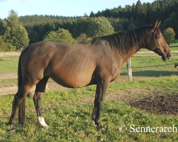 broodmare Xilis (Senner horse, 1992, from Tallis x)