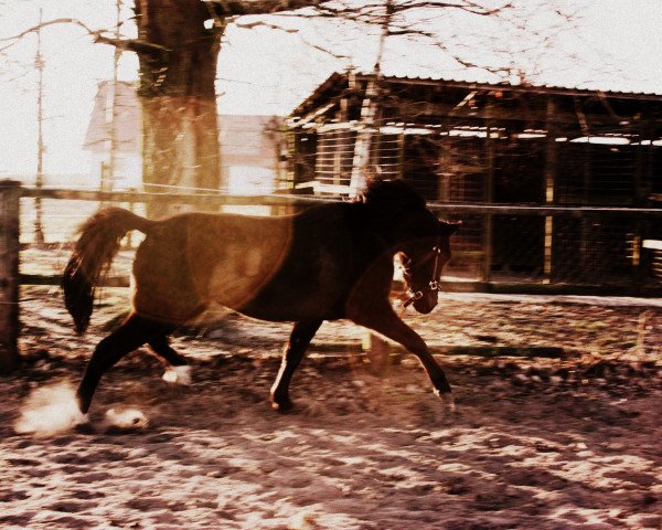 Springpferd Gino Valentino (Mecklenburger, 2008, von Giotto)