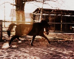 horse Gino Valentino (Mecklenburger, 2008, from Giotto)