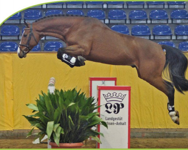 stallion Ciabbo (Oldenburg, 2007, from Casiro I)