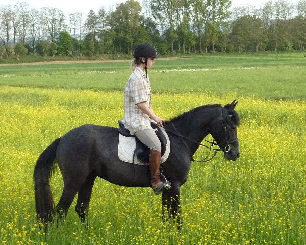 horse Tresor (Connemara Pony,  )