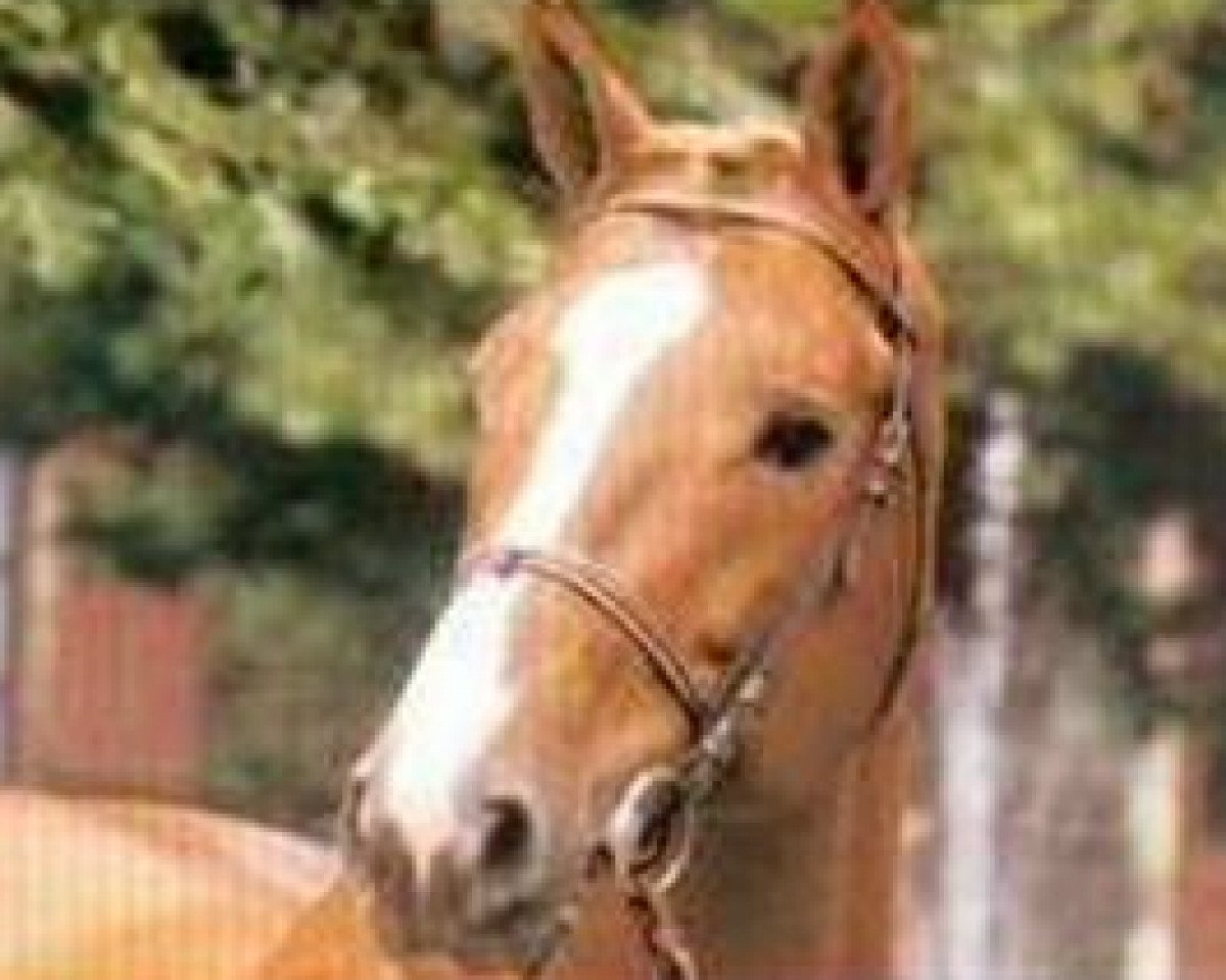 stallion Tresor de Cheux (Selle Français, 1985, from Grand Veneur)