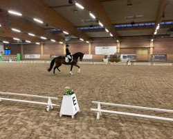 dressage horse Favorina 6 (Westphalian, 2018, from Fürsten-Look)