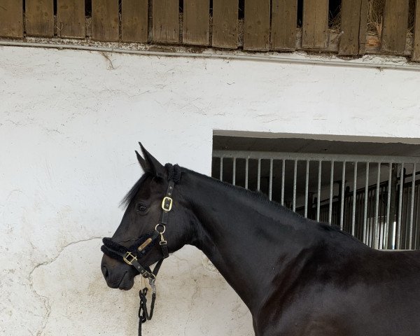 Springpferd Dolly Buster 8 (Belgisches Warmblut, 2013, von Diarado)