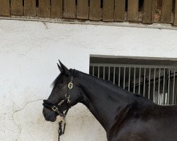 jumper Dolly Buster 8 (Belgian Warmblood, 2013, from Diarado)