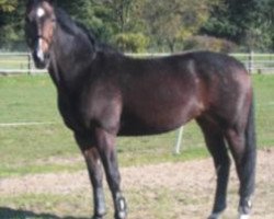 Pferd Rosalie (Oldenburger, von Royal Diamond)