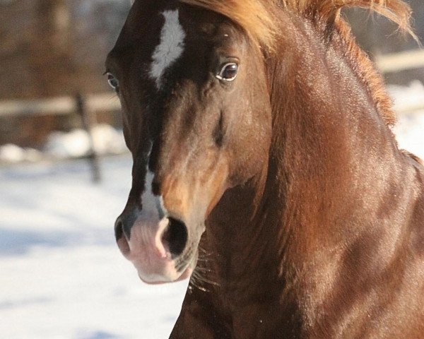 horse Rollercoaster (German Riding Pony, 1999, from Oosteinds Ricky)